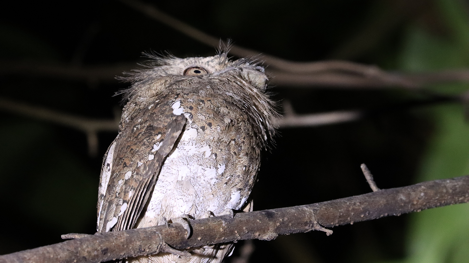 Ceylon Frogmouth